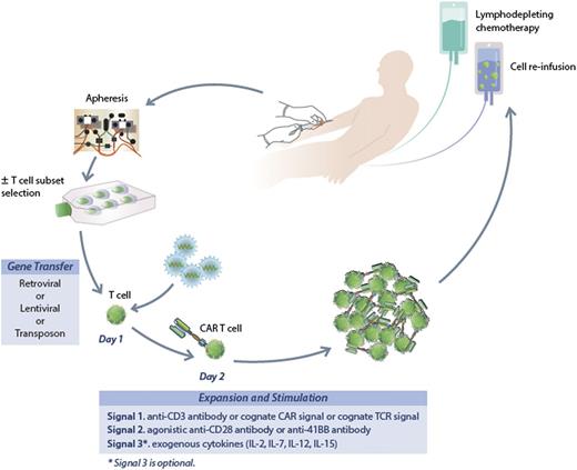 Figure 1. The process to generate CAR-modified T cells. Patients undergo steady-state leukapheresis for T-cell collection. Lentiviral vector is used to infect the T cells and transfer the new genetic material encoding the CAR. Modified cells undergo short-term culture for expansion and activation, and after 12 to 14 days are harvested for infusion. Patients typically receive lymphodepleting chemotherapy prior to T-cell infusion.