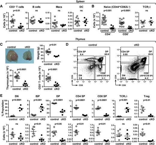 Figure 1. Abnormal thymic T-cell development in PRR cKO mice. (A) Absolute numbers of T (all CD3+), B, macrophage, and dendritic cells from spleens of 7- to 8-week-old mice were determined by flow cytometry. (B) Absolute numbers of naïve (CD44loCD62L+) CD4+ and CD8+ T cells and γδT cells. (C) Morphology, tissue weight, cellularity, and number of CD3+ cells of thymi from 6-week-old mice. (D) Thymocytes from 6-week-old control and cKO mice were analyzed by flow cytometry. The gating strategy for CD4 and CD8 expression is shown. (E) From panel D: the percentage (top) and number (bottom) of DN, ISP, double-positive (DP), CD4 single-positive (SP), CD8 SP, TCRγδ, and regulatory T (Treg) cells.