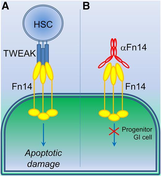 The use of TWEAK and Fn14 reagents to counter GVHD damage. (A) Currently, allogeneic transplant of hematopoietic stem cells (HSC) following whole body irradiation during treatment for leukemia or lymphoma blood cancer would elicit apoptotic GI cell damage through TWEAK stimulation of Fn14 receptors. (B) Use of an anti-Fn14 IgG blocking antibody (αFn14) prevents TWEAK-induced cellular damage, particularly in progenitor GI cells, which overexpress Fn14 receptor.