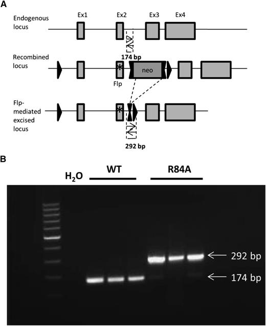 Figure 2. Detection of mice homozygous for the EPCR R84A mutation by PCR. (A) Schematic diagram of PCR strategy to detect WT or R84A DNA. LoxP sites are represented by single triangles and FRT sites by double triangles. The R84A point mutation in exon 2 is represented by an asterisk (*). PCR amplification of WT genomic DNA results in the detection of a 174-bp fragment, whereas flippase (Flp)-excised genomic DNA yields a 292-bp fragment including an flippase recognition target (FRT) and loxP site. (B) Mouse genomic DNA containing the EPCR Flp-excised allele was tested by PCR. PCR without DNA template (H2O) was used as a negative control.