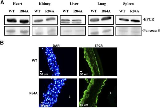 Figure 3. EPCR expression in EPCRR84A/R84A mice. (A) Western blot analysis of tissue lysates from heart, kidney, liver, lung, and spleen of WT and EPCRR84A/R84A mice. The nitrocellulose membrane was stained with Ponceau S dye to confirm that similar amounts of β-actin protein were loaded in each lane. (B) Frozen sections of aorta from WT and EPCRR84A/R84A mice were fixed with 4% paraformaldehyde and stained with a FITC-labeled rabbit polyclonal antibody specific for EPCR, and DAPI, a nuclear stain used to identify cells. Blots and images are representative of 3 mice per group. L, the lumen.