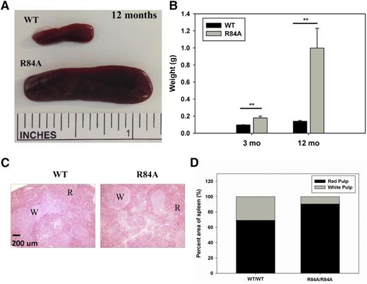 Figure 6. Morphological and histochemical abnormalities in the spleens of EPCRWT/WT and EPCRWT/R84A mice and EPCRR84A/R84A mice. Gross anatomy (A) and weight (in grams) (B) of spleens from EPCRR84A/R84A mice revealed severe splenomegaly compared with WT mice. Data represents the mean ± SE; n > 5 per group. Splenic sections from EPCRR84A/R84A mice stained with H&E at low magnification (×10) (C) reveal an increase in the amount of red pulp (R) but not white pulp (W) compared with splenic sections of age-matched WT mice (D). Images representative of 3 mice per group; **P < .01.