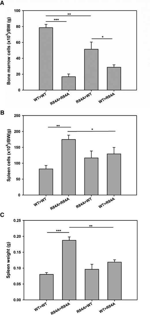 Figure 7. Hematological analysis of the BM and spleen in BM transplanted EPCRWT/WT and EPCRR84A/R84A mice. EPCRR84A/R84ABM/EPCRWT/WT chimeric mice (R84A>WT) were generated by transplanting BM from EPCRR84A/R84A mice into irradiated recipient EPCRWT/WT mice. EPCRWT/WTBM/EPCRR84A/R84A chimeric mice (WT>R84A) were generated by transplanting BM from EPCRWT/WT mice into recipient EPCRR84A/R84A mice. Control mice were recipient EPCRR84A/R84A mice transplanted with EPCRR84A/R84A BM (R84A>R84A) and recipient EPCRWT/WT mice transplanted with EPCRWT/WT BM (WT>WT). Six months post-BM transplantation, mice were sacrificed and total cell counts of BM (A) and spleen (B) were performed. Splenic weight was assessed (C). Data represents the mean ± SE; *P < .05, **P < .01, ***P < .001; n > 5 per group.