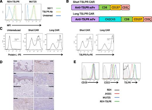 Figure 1. Construction of short and long anti-TSLPR CAR constructs and lentiviral transduction of T cells. (A) Anti-TSLPR hybridoma (3G11) supernatant binds to the surface of TSLPR-overexpressing ALL. Binding was detected using phycoerytherin-conjugated goat-anti-mouse antibody. Binding of a commercially available, directly conjugated anti-TSLPR antibody (Ab) is shown for comparison. (B) Schematic representation of anti-TSLPR chimeric antigen receptor constructs. Both constructs contain an anti-TSPLR single-chain fragment variable sequence from the 3G11 hybridoma, a CD8 transmembrane domain, a CD137 (41BB) costimulatory domain, and a CD3 ζ-signaling domain. The long version of the CAR also contains a spacer region derived from an immunoglobulin CH2CH3 domain. (C) Transduction efficiency of activated CD3/CD28 bead-expanded human T cells with lentiviral-based vectors expressing short and long anti-TSLPR constructs. The left panels show detection of CAR using Protein L. The right panels show detection using a TSLPR protein Fc construct. (D) TSLPR expression on normal pediatric tissues, representative of 48 healthy donors. Colon: Weak cytoplasmic granular staining in crypt base columnar cells and weak stromal tissue positivity can be seen. Liver: Mild-moderate diffuse cytoplasmic granular staining in liver sinusoid. Kupffer cells around the lining of liver sinusoid shows stronger granular staining compared with the surrounding parenchyma. Heart: Absent or negative staining on myocardial tissue. Thymus: Weak and diffuse granular staining over thymus tissue. Tonsil: Some, but not all, lymphoid tissue in the tonsil shows weak granular cytoplasmic staining. Spleen: Weak cytoplasmic staining over splenic cords. There is also hemosiderin-laden macrophages and lipofusin (yellow droplets). Kidney: Proximal tubules, distal tubules, and collecting ducts show mild-to-moderate cytoplasmic reaction, but the glomeruli are negative. Skin: Lower level of stratum spinosum and stratum basale (basal layer) show granular cytoplasmic staining. There is no staining of keratinized squamous cell layer and collagen tissue. (E) Expression level of TSLPR on B-ALL relative to expression of CD19 and CD22. JH331 is a patient-derived xenograft model of CRLF2-rearranged ALL with endogenous TSLPR overexpression. Shaded histograms represent isotype control.