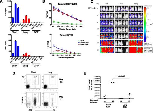 Figure 2. Both short and long demonstrate activity in vitro but only the short CAR is active in vivo. (A) Production of IFNγ and TNFα by short and long anti-TSLPR CAR T cells as measured by enzyme-linked immunosorbent assay of supernatant after coincubation with TSLPRhi ALL (REH TSLPR or MUTZ5). (B) Lysis of REH-TSLPR and MUTZ5 TSLPRhi ALL by both short and long CAR T cells measured by 51Cr release after 4-hour coculture. Results show specific lysis calculated as described in Methods. (C) Short TSLPR CAR T cells (15 × 106) administered IV on day 4 after injection of luciferase-expressing REH-TSLPR demonstrate potent activity as measured by bioluminescent imaging, whereas long TSLPR CAR given at the same dose fail to alter leukemia progression. Control mice received the same dose of expanded GFP-transduced T cells. A single animal in the short TSLPR CAR group was sacrificed as the result of a wasting syndrome consistent with xenogeneic graft-versus-host disease. ACT, adoptive cell transfer. (D) In a separate experiment, mice were treated as in Figure 2C, and peripheral blood was analyzed on days 16 and 27 after injection of 15 × 106 short or long TSLPR CAR T cells or GFP-transduced control T cells. Representative dot plots showing increased persistence of short CD8+ TSLPR CAR T cells compared with long CAR T cells on days 16 and 27 after injection. (E) Significantly increased absolute number of short TSLPR CAR T cells at day 27 after injection compared with long CAR T cells as measured using a bead calibration as described in “Methods.”