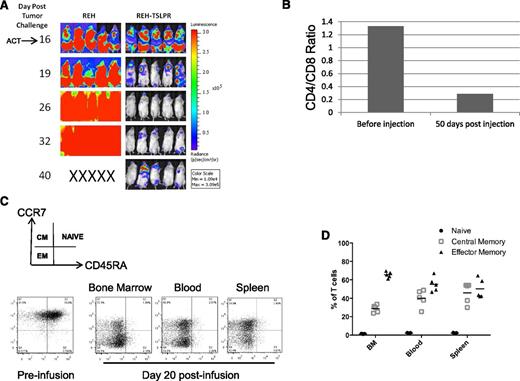 Figure 3. Potent activity of short TSLPR CAR T cells is associated with a relative expansion of CD8+ CAR T cells in vivo. (A) Mice were injected with high-dose REH-TSLPR (5 × 106) followed by late injection of short TSLPR CAR T cells (10 × 106) on day 16. ACT, adoptive cell transfer. (B) Slightly increased relative number of CD4+ CAR T cells after CD3/CD28 bead-mediated expansion. This converts to a predominance CD8+/TSLPR CAR+ (measured by TSLPR Fc) at day 50 after injection. (C) Representative dot plots showing phenotype of short TSLPR CAR T cells before injection at day 20 after injection. (D) Relative percentages of naïve, central memory, and effector memory CAR T cells at day 20 after injection.