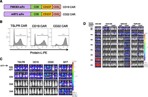 Figure 6. TSLPR CAR demonstrates activity comparable with CD19 CAR. (A) Schematic diagram of second-generation CD19 and the CD22 CAR constructs. Both CARs have identical transmembrane and signaling domains to the TSLPR CAR. (B) Flow cytometric surface expression of protein L on TSLPR, CD19, and CD22 CAR T cells at 5 days postviral transduction, demonstrating efficacy of CAR transduction. (C) TSLPR, CD19, and CD22 CAR-redirected T cells were injected IV into NSG mice (3 × 106/mouse) previously engrafted with the patient xenograft cell line JH331-LUC 29 days earlier and followed by bioluminescent imaging. T cells transduced with GFP were used as a negative control. ACT, adoptive cell transfer; D, day. (D) JH331-LUC–bearing NSG mice were treated as in Figure 6C but including a group receiving a log lower dose of CAR T cell. Control mice received 3 × 106 GD2-targeted CAR T cells.