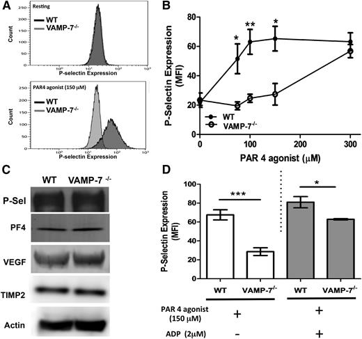 Figure 3. α Granule release is impaired in VAMP-7−/− platelets. (A) P-selectin expression in resting platelets (top) and in response to 150 μM AYPGKF (bottom) was monitored by flow cytometry in wild-type and VAMP-7−/− mice. (B) P-selectin expression in response to the indicated concentrations of AYPGKF was monitored by flow cytometry in wild-type (●) and VAMP-7−/− platelets (○) (*P < .05, **P < .01; n = 3-5). (C) Immunoblot analysis of P-selectin (P-Sel), PF4, vascular endothelial growth factor, TIMP2, and actin (loading control) in wild-type and VAMP-7−/− platelets demonstrates comparable levels of these α granule cargo. (D) Wild-type and VAMP-7−/− platelets were exposed to either vehicle (white bars) or 2 μM ADP (gray bars), subsequently stimulated with 150 μM AYPGKF as indicated, and then evaluated for P-selectin expression by flow cytometry (*P < .05, ***P < .001; n = 3). MFI, median fluorescence intensity.