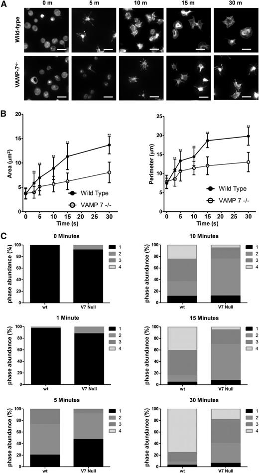 Figure 5. Spreading on collagen is impaired in VAMP-7−/− platelets. (A) Fluorescence microscopy of wild-type and VAMP-7−/− platelets spread for the indicated amounts of time on collagen and stained with Alexa 546 Phalloidin. Scale bars represent 5 μm. (B) Quantification of surface area (left) and perimeter of spread platelets (right) from wild-type (●) and VAMP-7−/− mice (○) spread on collagen (**P < .01). Error bars represent the standard deviation of measurements from 79 to 384 platelets per time point. (C) Statistical analysis of platelet spreading was performed by quantification of the number of platelets at various stages of spreading as described by Pleines et al.50 According to this method, a value of 1 (black) indicates rounded platelets that lack pseudopodia or lamellipodia; 2 (gray) indicates platelets with pseudopodia only; 3 (dark gray) indicates platelets with pseudopodia and lamellipodia; and 4 (light gray) indicates fully spread platelets with lamellipodia only. This analysis was performed at the indicated time points after seeding on collagen. V7 Null, VAMP-7−/−; wt, wild-type.