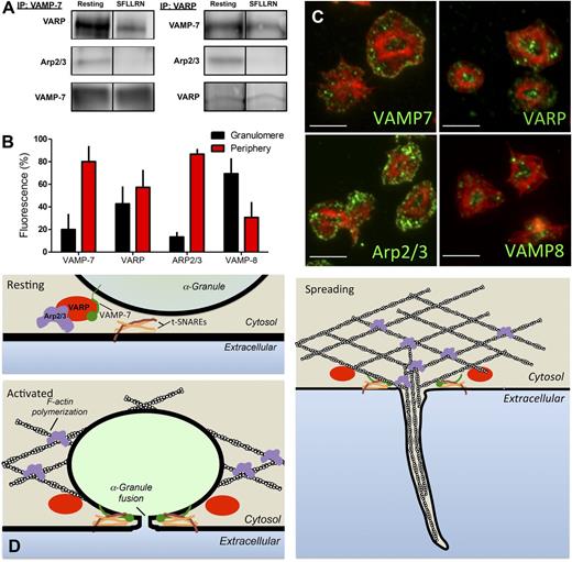 Figure 7. VARP associates with VAMP-7 and Arp2/3 in an activation-dependent manner. (A) VAMP-7 and VARP were immunoprecipitated (IP) from human platelets before or after exposure to 5 μM SFLLRN. Immunoprecipitated proteins were separated by sodium dodecyl sulfate−polyacrylamide gel electrophoresis and evaluated for VARP, Arp2/3, and VAMP-7 by immunoblot analysis. (B) Double immunofluorescence microscopy of actin and either VAMP-7, VARP, Arp2/3, or VAMP-8 was performed, and images were analyzed as previously described40 to demarcate the granulomere and periphery of spread platelets. The percentage of VAMP-7, VARP, Arp2/3, and VAMP-8 fluorescence in the granulomere and periphery was quantified. Measurements represent the standard deviation of 25 individual platelet measurements per condition. (C) Representative images of double immunofluorescence microscopy of actin and VAMP-7, VARP, Arp2/3, or VAMP-8. Scale bars represent 5 microns. (D) Model of putative role for VARP in linking platelet granule exocytosis and actin polymerization. In the resting state (top left), VARP binds VAMP-7 and Arp2/3, localizing the granule exocytosis machinery and the actin polymerization machinery to the same location and maintaining them in an inactive state. Following platelet activation (bottom left), VAMP-7 and Arp2/3 are released from VARP. VAMP-7 interacts with target (t)-SNAREs on the plasma membrane and Arp2/3 functions in actin reorganization. Fusion of granules with the plasma membrane provides extra membrane to cover growing actin structures during spreading (right).