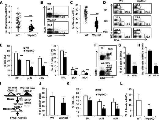 Figure 1. Wip1KO mice exhibit a reduction of B cells in the periphery immune tissues and bone marrow due to a cell-intrinsic defect. (A) Total number of lymphocytes in the peripheral blood of 6- to 8-week-old WT and Wip1KO mice was determined using a blood cell counter. Data are expressed as means ± SD (n ≥ 25). (B) Representative FACS plots of B cells and CD4+ T cells in the peripheral blood of WT and Wip1KO mice. (C) The percentage of B cells in the peripheral blood of WT and Wip1KO mice (n ≥ 25). (D) Representative FACS plots of B cells and CD4+ T cells in the spleen, pLNs, and mLNs of 6- to 8-week-old WT and Wip1KO mice. (E) The bar graphs show the percentage and number of B cells in the spleen, pLNs, and mLNs of WT and Wip1KO mice (n = 8). (F) Representative FACS plots of B cells in the bone marrow of 6- to 8-week-old WT and Wip1KO mice. (G) The percentage of B cells in the bone marrow was significantly lower in Wip1KO mice than in WT mice. (H) The number of B cells in the bone marrow was significantly lower in Wip1KO mice than in WT mice (n ≥ 20). (I) The scheme of the experimental design for bone marrow transplantations. (J) The percentage of WT and Wip1KO donor-derived B cells in the peripheral blood of recipient mice 12 weeks after transplantation (n = 3-5). (K) The percentage of WT and Wip1KO donor-derived B cells in the donor-derived cells in the spleens, pLNs, and mLNs of mixed-chimera recipients 12 weeks after transplantation is shown (n = 3-5). (L) The percentage of WT and Wip1KO donor-derived B cells in the bone marrow of mixed-chimera recipients 12 weeks after transplantation is summarized (n = 3-5). Data are expressed as means ± SD. *P < .05, **P < .01, and ***P < .001 compared with WT mice. PBLs, peripheral blood lymphocytes; SPL, spleen.