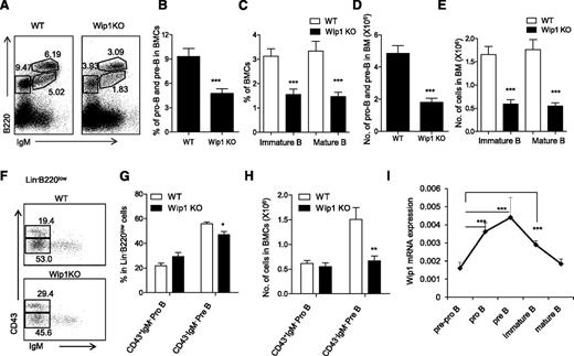 Figure 2. Wip1 deficiency impairs early B-cell development. (A) Representative FACS plots of developing B cells in the bone marrow of WT and Wip1KO mice are shown. The percentage of pro-B and pre–B cells (B) and immature and mature B cells (C) in WT and Wip1KO mice is shown. The number of pro-B and pre–B cells (D) and immature and mature B cells (E) in WT and Wip1KO mice is summarized. (F) Representative FACS plots of pro-B and pre–B cells in the gated Lin−B220low BMCs. (G-H) The percentage and number of pro-B and pre–B cells in the bone marrow of WT and Wip1KO mice are summarized. Data are expressed as means ± SD (n ≥ 30). (I) Wip1 mRNA expression in pre-pro–B, pro-B, pre-B, immature B, and mature B cells of 2-month-old mice was analyzed by real-time PCR. Results are standardized to β-actin and expressed as means ± SD (n = 5). *P < .05, **P < .01, and ***P < .001 compared with WT mice or between the indicated groups.
