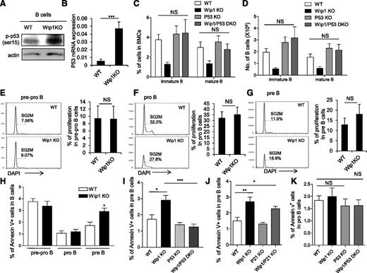 Figure 3. p53 deletion, but not p21 deletion, rescues the B-cell development defect in the bone marrow of Wip1KO mice. (A) Western blot analysis of phospho-p53 (ser 15) expression in sorted B220+ cells from the bone marrow of WT and Wip1KO mice. Western blots are representative of 3 independent experiments. (B) Relative expression of p53 in FACS sorted pre–B cells. Data are expressed as means ± SD (n = 6). (C) The percentage of immature B cells and mature B cells in the bone marrow of WT, Wip1KO, p53KO, and Wip1/p53-DKO mice. (D) The number of immature B cells and mature B cells in the bone marrow of WT, Wip1KO, p53KO, and Wip1/p53-DKO mice. Data are expressed as means ± SD (n = 7). Representative histograms show the cell-cycle profile of early B-cell precursors, including pre-pro–B cells (E), pro–B cells (F), and pre–B cells (G). The bar graphs show the percentage of pre-pro–B, pro-B, and pre–B cells in SG2M phase. Data are expressed as means ± SD (n = 9). (H) The bar graphs show the percentage of B cells that are Annexin V positive in pre-pro–B, pro-B, and pre–B cells in WT and Wip1KO mice. Data are expressed as means ± SD (n = 8). (I) The bar graphs show the percentage of Annexin V–positive pre–B cells in the bone marrow of WT, Wip1KO, p53KO, and Wip1/p53 DKO mice (n = 6). (J) The bar graphs show the apoptosis of pre-B cells in the bone marrow of WT, Wip1KO, p21KO, and Wip1/p21 DKO mice. (K) The percentage of Annexin V–positive pro–B cells in the bone marrow of WT, Wip1KO, p53KO, and Wip1/p53 DKO mice. No significant difference was observed when comparing apoptosis in pro–B cells in Wip1KO, p53KO, and Wip1/p53-DKO mice with that in WT mice. Data are expressed as means ± SD (n = 5). *P < .05, **P < .01, and ***P < .001 compared with WT mice or between the indicated groups. NS, not significant.