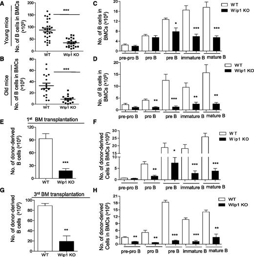 Figure 4. Impaired B-cell development in Wip1KO mice is exacerbated by aging and serial transplantation. The number of total B cells in the bone marrow of WT and Wip1KO mice at a young (2 months, A) and old (20-24 months, B) age is summarized. The number of the developing B cells, including pre-pro–B, pro-B, pre-B, immature B, and mature B cells in the bone marrow of WT and Wip1KO mice at a young (C) and old (D) age is shown. Data are expressed as means ± SD (n ≥ 12). (E-H) The bar graphs show the number of B, pre-pro–B, pro-B, pre-B, immature B, and mature B cells in donor-derived BMCs 20 weeks after the first transplantation (E-F) and after the third transplantation (G-H). Data are expressed as means ± SD (n = 8). *P < .05, **P < .01, and ***P < .001 compared with WT mice or between the indicated groups. BM, bone marrow.
