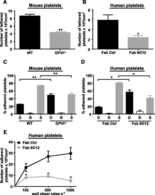 Figure 4. GPVI supports platelet tethering and stable adhesion to fibrin in a flow system. (A-D) Hirudinated mouse or human whole blood was perfused through fibrin-coated microcapillaries at 300 s−1, monitored for 3 minutes, and platelet adhesion observed by real-time video microscopy. The bar graph represents the quantification of (A-B) platelet tethering to fibrin and (C-D) the adhesive behavior of platelets adherent to fibrin (D, detachment; R, rolling; S, stationary adhesion) expressed as the percentage of the total adherent platelets. (A,C) Blood from WT (n = 5) or GPVI−/− (n = 5) mice; (B,D) human blood treated with a control Fab (n = 4) or the anti-GPVI Fab 9O12 (n = 4). (E) Hirudinated human whole blood treated with a control Fab or the Fab 9O12 was perfused through fibrin-coated microcapillaries at various wall shear rates: 150, 500, and 1500 s−1. Platelet adhesion was monitored by DIC microscopy and adherent platelets were counted after 3 minutes. Mean ± SEM, *P < .05, **P < .01, Mann-Whitney U test.