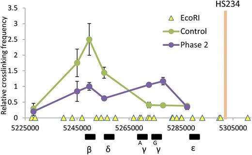 Figure 5. H3K9me2 protects γ-globin gene from looping with LCR. 3C assay measuring locus-wide crosslinking frequencies in control and phase 2–treated cells at culture day 14. The EcoRI fragments containing HSs of the LCR (orange bar) was used as the anchor region. The X-axis shows genomic coordinates and globin gene locations. EcoRI restriction sites are depicted by yellow triangles. Error bars indicate SEM; n = 3 independent donors for each condition.