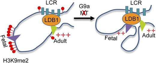 Figure 6. Model describing the role of G9a established H3K9me2 in regulation of fetal and adult β-globin genes expression in adult erythrocytes. G9a establishes H3K9me2-dependent repressive chromatin protecting the γ-globin gene promoters from interaction with the LDB1 complex and the LCR in adult erythroid cells. Inactivation of G9a methyltransferase activity (MT) causes elimination of H3K9me2 from the γ-globin gene promoters, facilitating LDB1 complex occupancy and interaction with LCR.
