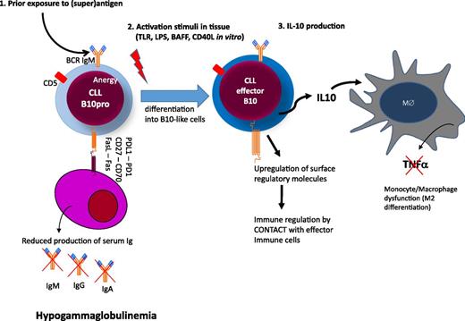 Figure 4. Hypothetical model of immune regulation in CLL. Circulating CLL cells are anergic B cells with low surface IgM levels after exposure to (super)antigen. (1) CLL cells express several molecules that may have regulatory activity on plasma cells either by cell contact (eg, FasL, CD27, and/or or PDL1) or by deprivation of soluble factors essential for plasma cell survival (eg, BCMA, refer to text and Table 1).72,73 (2) Upon activation in tissue, CLL cells differentiate into B10 cells to produce immunosuppressive IL-10 and upregulate molecules with regulatory activity on other effector arms of the immune system. (3) Among the targets of IL-10, monocytes/macrophages are suppressed in their activity to produce tumor necrosis factor-α.