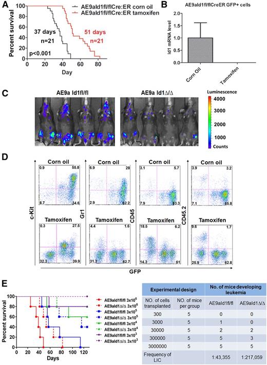 Figure 2. Conditional deletion of Id1 inhibits leukemia progression in vivo. (A) Conditional deletion of Id1 by tamoxifen treatment significantly prolongs the survival time of recipient mice transplanted with AE9aId1fl/flCreER cells compared with the vehicle-treated (corn oil) group (51 days vs 37 days, n = 21, P < .01). (B) The expression of Id1 is minimal in the sorted GFP+ cells isolated from the bone marrow of the mice in the tamoxifen treatment group described in panel A. (C) In vivo luciferase imaging shows that deletion of Id1 by tamoxifen impairs leukemia progression in recipient mice transplanted with AE9aId1fl/flCreER/MSCV-luciferase cells (compared with the corn oil control group). (D) Conditional deletion of Id1 significantly decreases the frequencies of C-Kit+GFP+ leukemia blast cells and GFP+Gr1+ leukemia cells and increases the frequencies of normal GFP−CD45/CD45.2+ cells in the peripheral blood of mice transplanted with AE9aId1fl/flCreER cells. (E) Survival of mice receiving different dilutions of AE9a-transduced Id1fl/fl or Id1Δ/Δ fetal liver cells (n = 5 per group, left panel). Conditional deletion of Id1 significantly decreases the frequency of leukemia-initiating cells, in the limiting dilution assay (right panel).