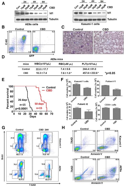 Figure 4. CBD, an Id1 inhibitor, blocks leukemogenesis and induces the apoptosis of leukemia cells. (A) CBD treatment downregulates Id1 expression in AE9a cells (left panel) and Kasumi-1 cells (right panel). (B) AE9a leukemia cells were treated with CBD at 15 μM or vehicle control for 12 hours, and 1 × 105 living cells were injected into individual sublethally irradiated recipient mice. The frequency of GFP+C-Kit+ AE9a cells in the peripheral blood was examined 3 weeks after transplantation. (C) Leukemia blast cells are found in the peripheral blood of AE9a mice in the control group but not the CBD treatment group on day 21. (D) The WBC counts of the mice that received CBD-treated AE9a cells were lower than the mice that received control vehicle-treated cells, whereas the red blood cell (RBC) and platelet (PLT) counts of the CBD-treated group were significantly higher (± SD; n = 5). (E) Twelve hours of CBD ex vivo treatment, at 15 μM, prolongs the survival time of the recipient mice transplanted with AE9a cells. (F) Forty-eight hours of CBD, at 10 μM, inhibited the growth of primary t(8;21)+ leukemia cells and Kasumi-1 cells (± SD; n = 3) but not normal human CD34+ HSPCs. (G) Twenty-four-hour treatment with CBD, at 15 μM, caused G0/G1-phase cell cycle arrest in Kasumi-1 cells (upper panel) and AE9a cells (lower panel). (H) CBD treatment induces the apoptosis of Kasumi-1 (upper panel) and AE9a (lower panel) cells, based on 5-bromo-2′-deoxyuridine (BrdU) incorporation assays.