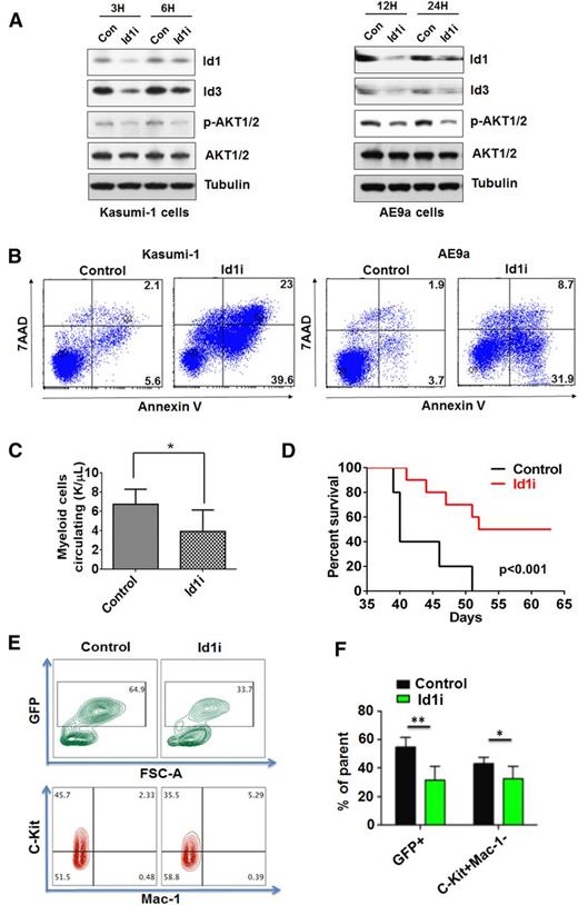 Figure 7. Id1i, pimozide, induces the apoptosis of leukemia cells and prolongs the survival time of AE9a leukemia mice. (A) Id1i (8 μM) treatment downregulates Id1 expression and the level of phosphorylated AKT1 in Kasumi-1 cells (left panel) and AE9a cells (right panel). (B) Id1i (8 μM) treatment induces the apoptosis of Kasumi-1 (left panel) and AE9a (right panel) cells at 48 hours, based on Annexin-V/7-AAD staining. (C) AE9a leukemia mice were treated with Id1i (7.5 mg/kg) or vehicle control for 2 weeks, beginning on day 3. More myeloid cells circulating are found in the peripheral blood of AE9a mice in the control group compared with the Id1i treatment group 5 weeks after transplantation. (D) Id1i (7.5 mg/kg) in vivo treatment prolongs the survival of the recipient mice transplanted with AE9a leukemia cells (53 days vs 40 days, n = 10 for each group, P < .001). (E and F) The frequencies of GFP+ and C-Kit+ Mac-1 cells in the peripheral blood of AE9a mice in the control or Id1i treatment group were examined 6 weeks after transplantation (n = 10, **P < .01, *P < .05).