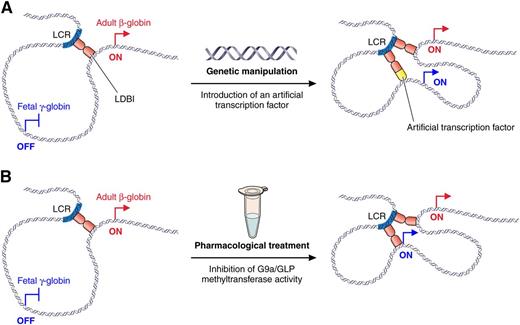 Different approaches to reactivate fetal γ-globin gene expression through alteration of chromatin looping. (A) Reactivation of fetal γ-globin transcription through the introduction of an artificial transcription factor that tethers the γ-globin promoter to the LCR as previously described.6 (B) Reactivation of fetal γ-globin transcription through pharmacologic inhibition of H3K9 methyltransferases as described in Krivega et al. Professional illustration by Patrick Lane, ScEYEnce Studios.