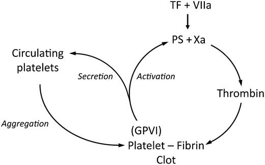 GPVI amplifies thrombin generation and platelet aggregation. PS, phosphatidylserine; TF, tissue factor.