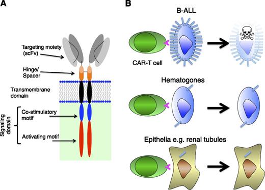 TSLPR-specific CAR. (A) A schematic diagram of a CAR expressed at the T-cell surface, illustrating the typical component parts found in a second-generation variant. (B) Cartoon depicting the elimination of B-ALL target cells with a CRLF2 rearrangement by TSLPR-retargeted CAR T cells. By contrast, healthy B-lymphocyte precursors (hematogones) express TSLPR at low levels, which may protect them from immune attack. Some epithelial cell types also express low levels of TSLPR, although immunohistochemical analysis suggests that the target is not present at the cell surface.