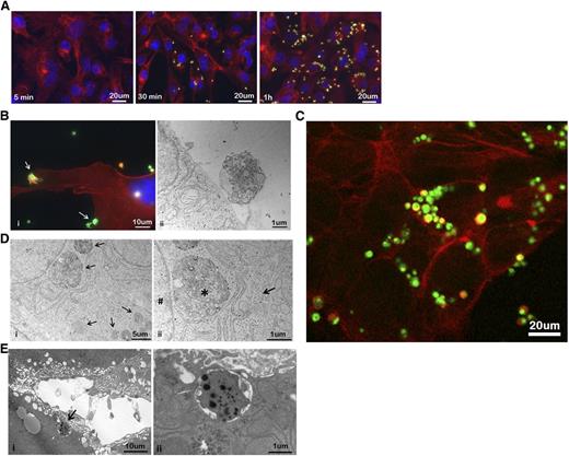 Figure 2. Isolated platelets are internalized by hepatocytes. (A) Activated platelets (green) were labeled with CellTracker green CMFDA and incubated under serum-free conditions with HepG2 cells. Fluorescent images were taken after 5 minutes, 30 minutes, and 1 hour. HepG2 cells were stained for actin (red), and nuclei were stained with DAPI (blue). Original magnification ×200. Scale bar, 20µm. (B) (i) High magnification fluorescence image of single platelets (arrows) attached to the HepG2 cell membrane after 30 minutes of coculturing. Original magnification ×400. Scale bar, 10 µm. (ii) Electron micrograph of a single platelet attached to a HepG2 membrane. Original magnification ×9700; scale bar, 1 µm. (C) Confocal microscopy image of HepG2 cells that have been exposed to platelets. Images were captured after 1-hour incubation with CMFDA-labeled platelets (green). The HepG2 cells were stained for actin (red). The image shows a slice from the middle of the confocal stack. Original magnification ∼400. Scale bar, 20 μm. (D) Transmission electron microscopy imaging of hepatocytes that have been exposed to platelets. (i) Lower-magnification (×9700) image of a group of HepG2 cells showing platelets within hepatocytes indicated by arrows. Scale bar, 5 µm. (ii) High-magnification image of the same region (×24 500) shows the internalized platelet (*) surrounded by endoplasmic reticulum and located close to the nucleus (#). The arrow indicates the plasma membrane of the HepG2 cell. Scale bar, 1 µm. Images are representative of at least 3 independent experiments. (E) Transmission electron microscopy imaging of mouse liver 1 hour after hepatectomy. (i) A section of liver tissue taken from a mouse that underwent a 70% hepatectomy. The arrow indicates a platelet within a hepatocyte. Original magnification ×5800. Scale bar, 10 µm. (ii) High-magnification image of the same region (×33 000) shows the internalized platelet by the hepatocyte. Scale bar, 1 µm.