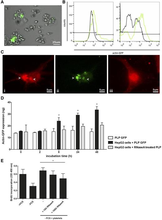 Figure 5. Actin-GFP mRNA from PLPs is transferred to and translated by HepG2 cells. (A) Representative fluorescence microscopy image from actin-GFP–transfected MEG-01 cells 48 hours after transfection. Shown is a bright-field image combined with actin-GFP signal. Original magnification ×100. Scale bar, 25 µm. (B) Representative flow cytometry analysis of isolated PLPs from actin-GFP–transfected MEG-01 cells. Histogram plot of actin-GFP-expressing MEG-01 cells (green line) compared with control MEG-01 cells (black line) (left). Histogram plot of PLPs derived from actin-GFP–expressing MEG-01 cells (green line) compared with control PLPs (black line) (right). (C) PLPs from actin-GFP–transfected MEG-01 cells (green, indicated by arrowheads) were cocultured with HepG2 cells for 4 hours. Internalization was assessed by confocal microscopy. (i) Total actin inside the HepG2 cell is stained in red. (ii) Actin-GFP from PLPs (green) was localized throughout the cytoplasm of the HepG2 cell. (iii) Total actin in HepG2 cells that were not treated with PLPs is shown for comparison. Original magnification ×400. Scale bar, 5 µm. (D) Actin-GFP–expressing PLPs were cultured alone or in combination with HepG2 cells for up to 48 hours. PLPs that were cocultured with HepG2 cells were pretreated with 100 U/ml RNaseA or vehicle prior to addition to the HepG2 cells. Actin-GFP expression was quantified at the indicated time points. *P < .05. Data represent the mean of 3 independent triplicate experiments. Error bars indicate SD. (E) Activated platelets treated with vehicle or different concentrations of RNaseA were added to HepG2 cells and incubated under serum-free conditions. After 48 hours, the cell proliferation rate was estimated by quantifying BrdU incorporation. Control groups represent HepG2 cells cultured in the presence or absence of FCS. *P < .05. Data represent the mean of 3 independent triplicate experiments. Error bars indicate SD.