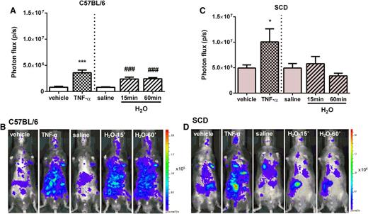 Figure 2. Bioluminescence imaging of myeloperoxidase activity in C57BL/6 and chimeric SCD mice after administration of TNF-α and H2O. Quantification of systemic inflammation in (A) C57BL/6 and (C) chimeric SCD mice after treatment with TNF-α (0.5 µg IP; 180 minutes; n = 3 to 5 mice) or vehicle and H2O (150 µL IV; 15 or 60 minutes; n = 5 to 12 mice) or saline. *P < .05 and ***P < .001 compared with vehicle and ###P < .001 compared with saline. Illustrative images from each treatment in (B) C57BL/6 and (D) chimeric SCD mice. Mice were injected with a chemiluminescent probe that reacts with myeloperoxidase produced by activated phagocytes and/or neutrophils. Signal intensity was quantified as the photon flux (photons per second) within the region of interest.
