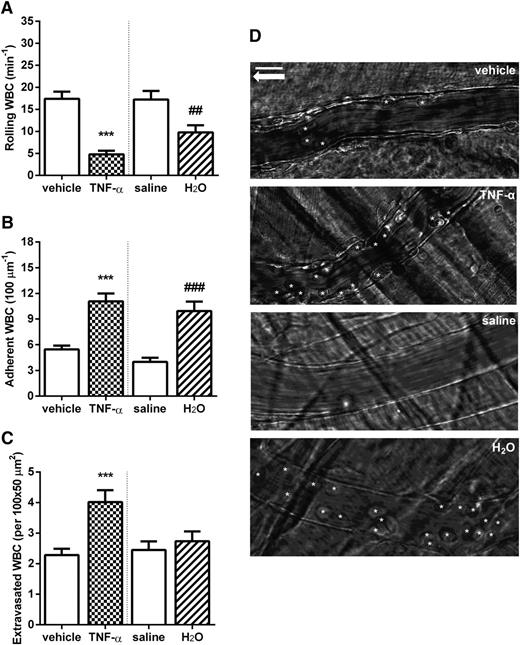 Figure 3. Rapid hemolysis caused by the IV administration of H2O is associated with increased leukocyte (WBC) recruitment in C57BL/6 mice. WBC (A) rolling, (B) adhesion, and (C) extravasation in the cremaster microcirculation, determined at 180 minutes after administration of TNF-α (0.5 µg IP) or vehicle or 15 minutes after H2O (150 µL IV) or saline. ***P < .001 compared with vehicle; ##P < .01 and ###P < .001 compared with saline; n = 28 to 53 venules from 3 to 6 mice. (D) Representative images of C57BL/6 mice venules after treatments. White stars represent adherent WBCs; white arrow indicates the direction of blood flow. Scale bar, 15 µm.