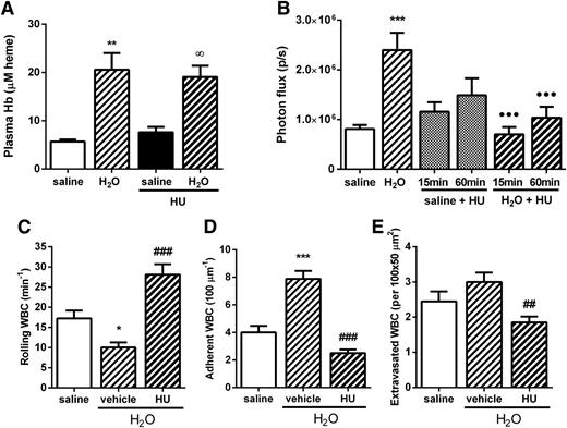 Figure 5. A single dose of HU abolishes the induction of systemic inflammation and leukocyte recruitment by H2O-mediated hemolysis in C57BL/6 mice. (A) Plasma Hb levels in C57BL/6 mice at 15 minutes after receiving H2O or saline (150 µL IV) in the presence of HU or vehicle (250 mg/kg IV); n = 4 to 11 mice. (B) Inflammatory status was analyzed by IVIS at 15 minutes after administration of H2O or saline (150 µL IV) in the presence of HU (250 mg/kg IV) or vehicle; n = 4 to 9 mice. WBC (C) rolling, (D) adhesion, and (E) extravasation determined 15 minutes after coadministration of saline or H2O (150 µL IV) plus HU or vehicle (250 mg/kg IV); n = 28 to 33 venules in 3 to 4 mice. *P < .05, **P < .01, and ***P < .001 compared with saline; ∞P < .05 compared with saline + HU; ●●●P < .001 compared with H2O; ##P < .01 and ###P < .001 compared with H2O + vehicle.