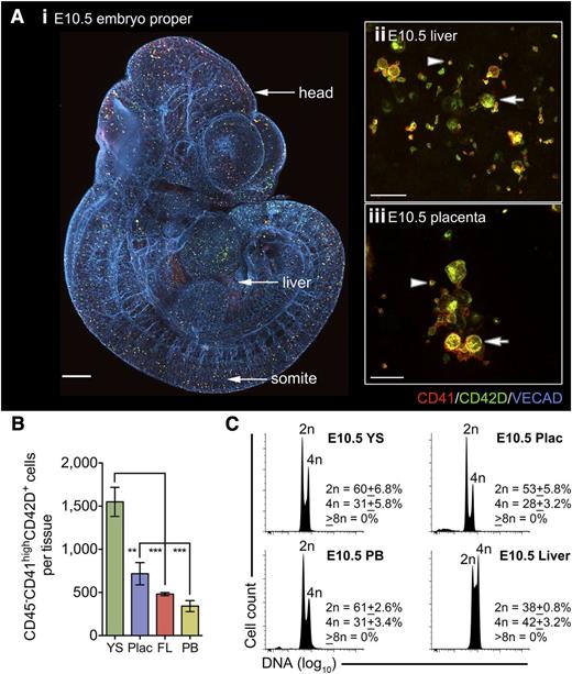 Figure 2. DPFCs, but not highly polyploid megakaryocytes, are distributed across the entire conceptus by E10.5. (A) (i) Representative 3-dimensional projection of confocal z-stacks from a chemically cleared E10.5 embryo. CD41+CD42D+ cells are observed throughout vascularized regions, including the head and somites (n = 10; bar, 200 μm). (ii-iii) Representative 3-dimensional projection of confocal z-stacks from glycerol-cleared organs revealing the presence of CD41+CD42D+ cells (arrows) and platelets (arrowheads) in the E10.5 (ii) liver and (iii) placenta. Bars, 20 μm. (B) Quantification of absolute numbers of CD41highCD42D+ cells in key hematogenic organs of the E10.5 conceptus reveals a significant enrichment in the YS despite the onset of circulation. Data are cumulative of 3 independent experiments, **P < .01; ***P < .001. (C) DNA content analysis on pooled embryonic samples demonstrating that all CD41highCD42D+ cells in the YS, peripheral blood (PB), placenta (Plac), and liver are low ploidy (2n-4n), with the majority in a diploid state. Those in the liver had a greater proportion of cells in S-phase and 4n. (n = 3).