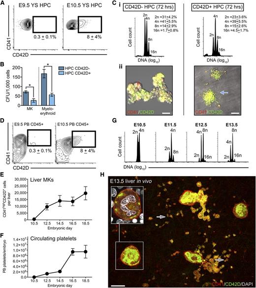 Figure 3. Defining the onset of progenitor-derived megakaryopoiesis in vivo. (A) Representative flow cytometry plots of E9.5 and E10.5 YS CD45+CD41low HPC populations showing the acquisition of CD42D expression by a subpopulation of cells at E10.5 (n = 9). (B) CFU-MK and CFU-myeloid/erythroid frequency (per 1000 cells plated) in E10.5 YS CD42D− and CD42D+ HPC populations. Bars, SEM (n = 3). *P < .05. (C) Purified E10.5 YS HPCs (CD45+CD41low cells), segregated according to CD42D expression, were cultured in proplatelet-forming medium for 72 hours. (i) Ploidy analysis by flow cytometry revealed that although highly polyploid MKs were generated by both fractions, only CD42D+ HPCs were capable of acute proplatelet formation (ii); n = 3. Arrow indicates proplatelet. (D) Representative flow cytometry plots of E9.5 and E10.5 peripheral blood (PB) demonstrating that CD42D+ HPCs entered the circulation from E10.5; n = 3. Values represent the number of CD45+CD41lowCD42D+ cells per embryo (±standard deviation). (E) Quantification of CD41highCD42D+ MKs in individual livers from E10.5 to E18.5 embryos, demonstrating that numbers dramatically increase until E14.5, from which point they remain relatively stable. n = 7 to 15 embryos per developmental stage. Bars, standard deviation. (F) Quantification of circulating platelet numbers in the peripheral blood of individual E10.5 to E18.5 embryos, revealing a gradual increase in numbers until E14.5, and a rapid spike by E16.5. n = 7 to 15 embryos per developmental stage. Bars, standard deviation. (G) Ploidy analysis of CD41highCD42D+ liver MKs from E10.5 to E13.5 reveals that the increase in circulating platelet numbers coincides with an increase ploidy of the liver MK population. Highly polyploid MKs are first seen at E11.5 (achieving an 8n state), from which point the population successively achieves higher ploidy states. n = 4 to 18 individual embryos per developmental stage. (H) Representative 3-dimensional projection of a confocal z-stack of CD41+ (red) and CD42D+ (green) MKs in the E13.5 liver. Inset is an optical section of boxed region showing a highly polyploid MK. Arrows indicated examples of platelets, which often display filopodia extensions. Bar, 20 μm. n = 11.