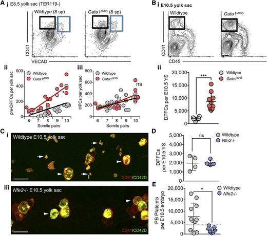 Figure 5. GATA1 and NF-E2 operate within the DPFC lineage in a manner consistent with adult MKs. (A) (i) Representative flow cytometry plots from E8.5 age-matched (8 somite pairs) wild-type and Gata1ΔHS/y mutant YSs stained with anti-CD41 and -VECAD antibodies. Pre-DPFCs are gated in black, and the hematopoietic progenitor population is in blue. (ii-iii) Quantification of pre-DPFC and HPC numbers per YS at E8.5 according to discrete somite pair stages. Linear regression analysis revealed a DPFC lineage-specific phenotype, in which an early expansion in pre-DPFCs occurs from the 8 somite pair stage, whereas the HPC population remains quantitatively unaltered. ns, not significant, *P < .05. (B) (i) Representative flow cytometry plots and (ii) absolute quantification of E10.5 YS DPFCs numbers in individual wild-type and Gata1ΔHS mutant embryos. ***P < .0001. Bars, standard deviation. (C) Representative 3-dimensional projection of confocal z-stacks from (i) wild-type and (ii) Nfe2−/− E10.5 intact YSs stained with anti-CD41 (red) and -CD42D (green) antibodies. DPFCs are indicated by arrowheads and platelets by arrows. n = 13. (D-E) Quantification of (D) DPFC numbers in the YS and (E) platelets in the peripheral blood of E10.5 individual wild-type and Nfe2−/− embryos. n = 4 to 10; bar represents standard deviation. ns, not significant. *P < .05. Dashed line represents the upper limit of maternal platelet contamination to each sample, as previously described.28