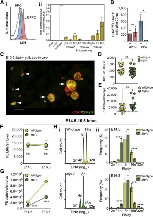 Figure 6. MPL is dispensable for formation of DPFCs and MKs in vivo and for the first thrombopoietic phase, but is critical for the rapid expansion of platelet mass during late fetal life. (A) (i) Representative flow cytometry plot demonstrating the expression of MPL at high level by CD45−CD41highCD42D+ DPFCs (red) and at low level by CD45+CD41low HPCs (blue) in E10.5 YS cell suspensions. n = 3. Clear curve, isotype control for anti-MPL staining in the HPC population. (ii) qRT-PCR detection of Thpo expression in E8.5 to E10.5 tissues. Expression values are expressed using the ΔΔCt method relative to adult liver expression. Water and RNA from the HPC7 hematopoietic cell line were used as negative controls; RNA from adult liver was used as a positive control. n = 3. Bars, SEM. *RNA was extracted from whole embryo proper at E8.5 and E9.5; at E10.5, RNA was extracted from dissected livers. (B) Quantification of CD41highCD42D+ cells after culture of E10.5 YS DPFCs and HPC for 72 hours in vitro in the presence or absence of exogenous THPO (100 ng/mL). Data are cumulative of 3 independent experiments. ns, not significant. *P < .05. (C) Representative 3-dimensional projection of confocal z-stacks from a Mpl−/− E10.5 YS revealing the presence of both CD41highCD42D+ DPFCs (arrow) and platelets in vivo (arrow head). n = 15. Bar, 15 μm. (D-E) Quantification of (D) E10.5 YS DPFCs and (E) circulating E10.5 peripheral blood (PB) platelets in wild-type (n = 16) and Mpl−/− (n = 15) embryos. ns, not significant. Dashed line represents the upper limit of maternal platelet contamination to each sample. (F-G) Numbers of (F) CD41highCD42D+ MKs and (G) circulating peripheral blood platelets in wild-type and Mpl−/− embryos at E14.5 and E16.5 reveal that Mpl−/− fetuses are capable of generating normal numbers of MKs, yet exhibit an inability to generate normal numbers of circulating platelets. ns, not significant. ****P < .00001. n = 7 to 16 per genotype. (H) Representative histograms of CD41highCD42D+ liver MK DNA ploidy analysis from (i) E16.5 wild-type and Mpl−/− and (ii) quantitation of MK ploidy class frequencies at both E14.5 and E16.5 reveal that, although wild-type MKs reach up to 32n in vivo, Mpl−/− MKs exhibit a pronounced block at the 8n state.