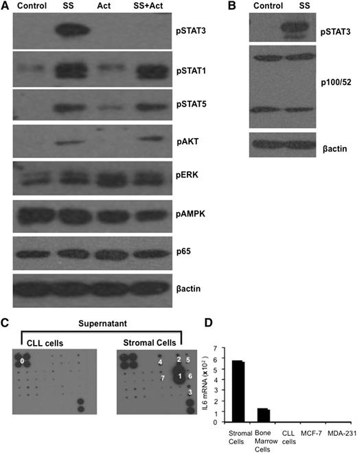 Figure 2. IL-6 production by stromal cells. (A-B) Purified CLL cells were treated with stromal cell conditioned media (final concentration 30%) in the presence or absence of actemra for 4 hours. Levels of the indicated phosphorylated and native signaling molecules, along with p65 and p100/52 were then measured in whole cell lysates by immunoblotting with β-actin as a loading control. (C) Conditioned media from stromal cells and primary CLL cells were incubated with the custom antibody microarray described in “Methods.” Stromal cells made IL-6, granulocyte macrophage colony-stimulating factor, vascular endothelial growth factor, Axl, growth hormone, IL-9, and IL-11 (marked 1, 2, 3, 4, 5, 6, and 7, respectively) with IL-6 produced in highest amounts. The upper left four spots and lower right two spots (marked ‘0”) are positive controls. (D) IL-6 mRNA was measured by real-time PCR in the stromal line, a BM stromal cell line from another CLL patient (BS), primary CLL cells, and MCF-7 and MDA-231 breast cancer cells. Splenic stromal cells expressed high levels of IL-6 compared with these cells.