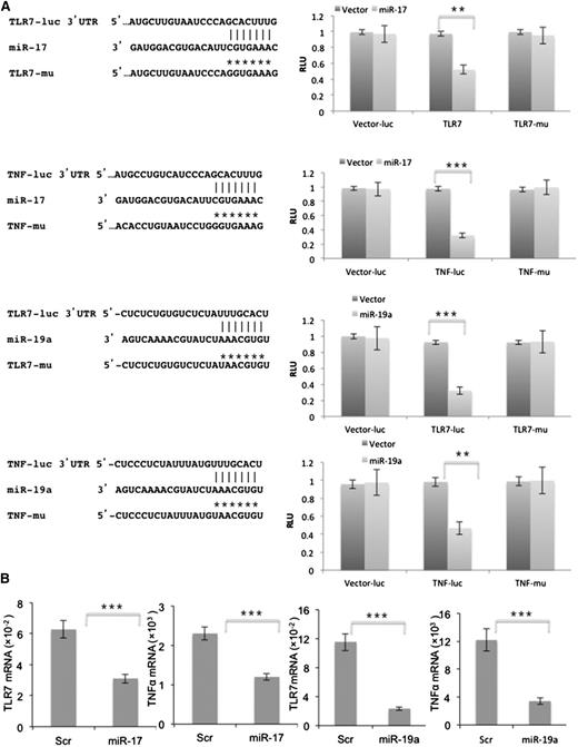 Figure 5. TLR7 and TNFA are miR-17 and miR-19a targets. (A) Luciferase assays were performed with reporter vectors containing native and mutated TLR7 (first and third rows) and TNFA (second and fourth rows) 3′UTRs after transient transfection into NIH-3T3 cells stably expressing miR-17 (top 2 rows) or miR-19a (bottom 2 rows). Shown on the left are schematic representations of the TLR7 and TNFA 3′UTR sequences containing potential miR-17 and miR-19a binding sites. Positions of the mutations are marked as *’s and the corresponding constructs are called TLR7-μ and TNF-μ. Luciferase activity is presented relative to that obtained with transfection of the control vector. (B) Splenic stromal cells were transfected with pGFP-C-lenti-miR-17 (left panels) or pGFP-C-lenti-miR-19a (right panels) viruses. Endogenous TLR7 and TNFA levels, measured by real-time PCR after 48 hours and normalized to HPRT, were significantly downregulated compared with cells transfected with the scrambled control. The average and SD of 3 separate experiments are shown. **P < .01; ***P < .001. RLU, relative luciferase units; Scr, scrambled control.