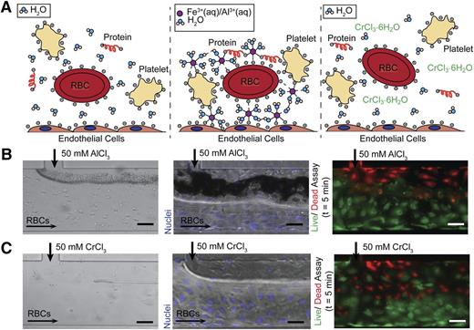 Figure 4. Charge-based mechanism of aggregation. (A) In healthy physiological conditions, blood cells and proteins are suspended in a stable colloidal suspension in water, separated due to electrostatic repulsion (left). Upon introduction of an ion (Fe3+ (aq), Al3+ (aq)) that can bind directly (form inner sphere complexes) to negatively charged proteins on cell surfaces or in suspension, blood cells and proteins are arrested on endothelial surface and form aggregates (middle). Upon introduction of a kinetically inert ion (Cr3+), the ion binds directly to water molecules and thus only has transient interactions with blood cells and proteins, allowing the cells to maintain their colloidal suspension as in the control condition (right). (B) The introduction of AlCl3 causes RBCs to aggregate at the fluidic interface in bare (left) and endothelialized (middle) microfluidics. AlCl3 causes endothelial cell death, but the cells remain adherent (right) (green/live: calcein; red/dead: propidium iodide). (C) The introduction of CrCl3 does not result in RBC aggregation in bare (left) or endothelialized (middle) microfluidics. CrCl3 causes endothelial cell death, but the cells remain adherent (right) (green/live: calcein; red/dead: propidium iodide). All scale bars represent 50 μm; N = 3.