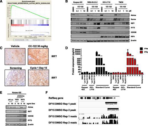 Figure 4. CC-122 induces IFN-regulated proteins. (A) OCI-LY10 cells were treated with CC-122 (1 μM) for 18 hours, and gene expression profiling was performed. Gene set enrichment analysis REACTOME_INTERFERON_ALPHA_BETA_SIGNALING enrichment plot is shown for a category identified as positively enriched with CC-122 treatment in OCI-LY10 cells. False discovery rate = 0.001335. (B) DLBCL cells were treated with DMSO or CC-122 (0.1-10 μM) for 72 hours. Cell lysates were separated by SDS-PAGE, and levels of Aiolos, Ikaros, IRF7, DDX58, IFIT3, IRF4, and β-actin were assessed. (C) WSU-DLCL2 xenograft tumor samples were harvested 24 hours after dosing with either vehicle or CC-122 (30 mg/kg; top panel). Representative fields of FFPE samples from a non-GCB R/R-DLBCL patients administered with 3 mg of CC-122 daily (bottom). Screening and cycle 1 day 15 biopsies were obtained. Tissues were then subjected to FFPE IHC for IRF7. (D) OCI-LY10 and Karpas 422 cells were treated with DMSO or CC-122 (1-10 μM) for 72 hours, supernatants were harvested, and IFN-α and IFN-γ expression was measured by ELISA. A control standard curve of 10 000 pg/mL IFN-α or IFN-γ with fivefold serial dilutions was also determined. Data shown are the mean of 2 independent experiments tested in triplicate (±SD). (E) Inducible luciferase or Aiolos shRNA Karpas 422 cell lines were treated with 0 or 10 ng/mL of Dox for 3 days. Cell lysates were separated by SDS-PAGE, and levels of Aiolos, IRF7, DDX58, IFIT3, and β-actin were assessed. (F) Depiction of chromatin immunoprecipitation sequencing data from DF15 multiple myeloma cells showing Aiolos binding at the IRF7 promoter.