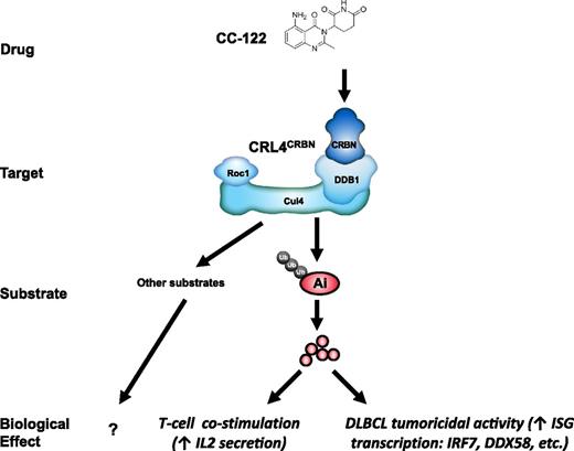Figure 7. Model of CC-122 costimulation of T cells and tumoricidal activity through degradation of Aiolos and Ikaros. Binding of CC-122 to CRBN promotes the interaction with Aiolos and Ikaros to CRL4CRBN leading to their ubiquitination and subsequent proteasomal destruction. Degradation of Aiolos and Ikaros results in costimulation of T cells and anti-DLBCL activity. Ai, Aiolos; Cul4, cullin 4; DDB1, DNA damage binding protein-1; Roc1, regulator of cullins 1; Ub, ubiquitin.
