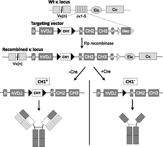Figure 1. Structure of the targeted locus (not to scale). (Top) Representation of the WT unrearranged κ locus and the structure of the inserted human γHC gene replacing the Jκ region. (Middle) Resulting κ locus after targeted recombination is shown. The absence of Jκ segments precludes any Igκ LC rearrangement and expression. (Bottom) Cre-mediated deletion of the CH1 domain leads to the production of a truncated γ1HC as seen in the patient. In the absence of Cre-mediated deletion, a complete γHC is produced. Association with murine LCs is only depicted for the complete γHC (dashed boxes). The hypothetical disulfide bound between monomers of truncated γHC is also indicated (dashed line). Black triangles correspond to LoxP sites, and gray triangles are Frt sites.