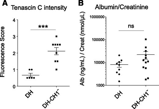 Figure 4. Tenascin-C accumulation and kidney function. (A) Comparison of tenascin-C accumulation in glomeruli by immunofluorescence studies of kidney sections. Each dot represents the score of fluorescence from an individual kidney. Means ± SEM are shown (n = 6-9 mice in 3 independent experiments; ***P < .001). (B) Urine albumin to creatinine ratio was measured on overnight urine samples from DH and DH-CH1− mice. Each dot represents the result from an individual mouse. Values are indicated in ng/mL (albumin) per nmol/µL (creatinine). Means ± SEM are shown (n = 9-12 mice; ns, not significant).