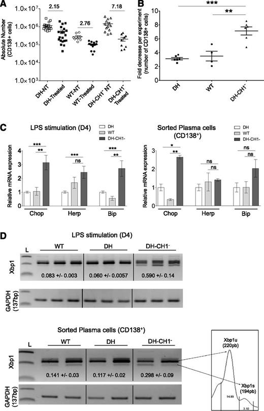 Figure 6. Plasma cells producing a truncated γHC are highly sensitive to bortezomib. (A) Absolute number of spleen plasma cells in nontreated and bortezomib-treated mice. Each dot represents a mouse and numbers indicate the overall means of fold decrease in each strain (n = 8-17 mice). (B) Fold decrease of spleen plasma cells on 48 hours of bortezomib treatment. Each dot represents the fold decrease of plasma cell number (CD138+/B220low cells) in an independent experiment with ≥2 treated and 2 nontreated mice. Means ± SEM are shown (n = 4-6 independent experiments; **P < .01; ***P < .001). (C) Quantitative transcriptional analysis of ER stress markers in (left) 4-day LPS-stimulated B cells and (right) sorted CD138+ spleen plasma cells from DH (white bars), WT (light gray bars), and DH-CH1− (dark gray bars) mice. Results are means ± SEM of 3 independent experiments with (B) 2 mice of each strain and (C) 2 experiments of sorted plasma cells. ns, not significant; *P < .05; **P < .01; ***P < .001). (D) Gel electrophoresis of reverse transcriptase-polymerase chain reaction detecting full-length unspliced (u) and spliced (s) forms of Xbp1 in 4-day (upper) LPS-stimulated B cells and (lower) sorted CD138+ spleen plasma cells from WT, DH, or DH-CH1− mice. Numbers indicate the ratios of Xbp1s/Xbp1u. (Lower right) An example of quantification of band intensities is shown. The upper unspecific band was excluded from the calculation. Glyceraldehyde-3-phosphate dehydrogenase was used as a loading control. L, 100-bp ladder.