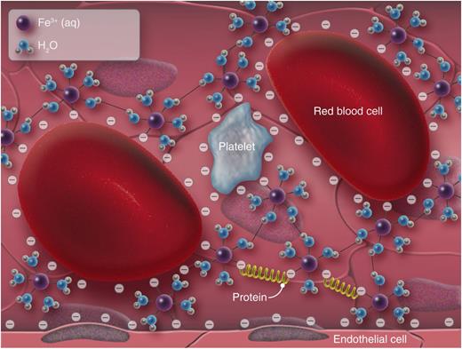 Ferric ions permeate through the endothelium into the lumen. These positively charged ions suppress the negative charge on blood cells, endothelial cells, and plasma proteins, which allows them to form agglomerates. This charge-based mechanism allows blood cells and proteins to accumulate on the vessel wall independent of hemostatic mechanisms. Professional illustration by Luk Cox, Somersault18:24.