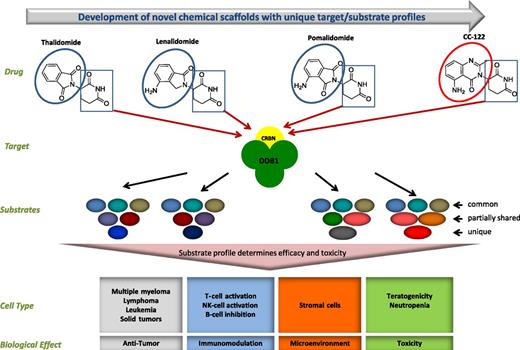 Schematic model of cereblon (CRBN) binding and differential substrates resulting in pleiotropic activity. The boxes outlined in blue represent the common glutarimide moiety responsible for CRBN binding, and the circle outlined in red highlights the structural difference from the phthalimide moiety. CC-122 shares the same molecular target, CRBN, as lenalidomide, pomalidomide, and thalidomide; however, differential substrate profiles and/or kinetics of substrate degradation can manifest different biological effects that are cell-type dependent. DDB1, DNA damage-binding protein 1; NK, natural killer. Figure courtesy of Celgene Corporation.
