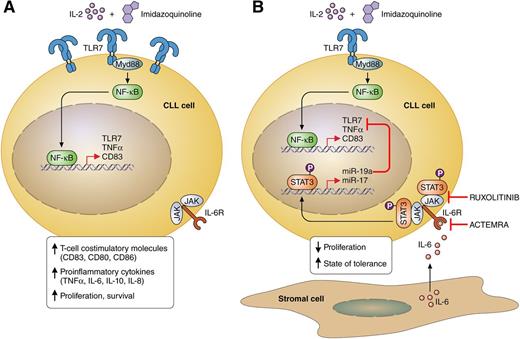 IL-6 inhibits TLR-signaling in CLL cells. (A) Simultaneous treatment of isolated CLL cells with IL-2 and TLR7 agonists (such as the imidazoquinoline resiquimod) increases the expression of costimulatory molecules (eg, CD83) and inflammatory cytokines (eg, TNF-α), and induces rapid CLL cells proliferation. (B) Contrarily, treatment of stromal-cocultured CLL cells with IL-2 and TLR7 agonists slows down cell proliferation and induces a “state of tolerance” to TLR7 stimuli. Briefly, stromal cells produce and release high levels of IL-6, which binds to IL-6 receptor (IL-6R) on CLL cells and stimulates phosphorylation and activation of signal transducer and activator of transcription 3 (STAT3). Phosphorylated STAT3 translocates to the nucleus and activates transcription of microRNA (miR)-17 and miR-19a, which bind to and prevent translation of TNF-α and TLR7 messenger RNAs (mRNAs). This phenomenon can be prevented by the use of IL-6 receptor blocking antibodies (ie, ACTEMRA) or JAK inhibitors (ie, ruxolitinib). Professional illustration by Patrick Lane, ScEYEnce Studios.