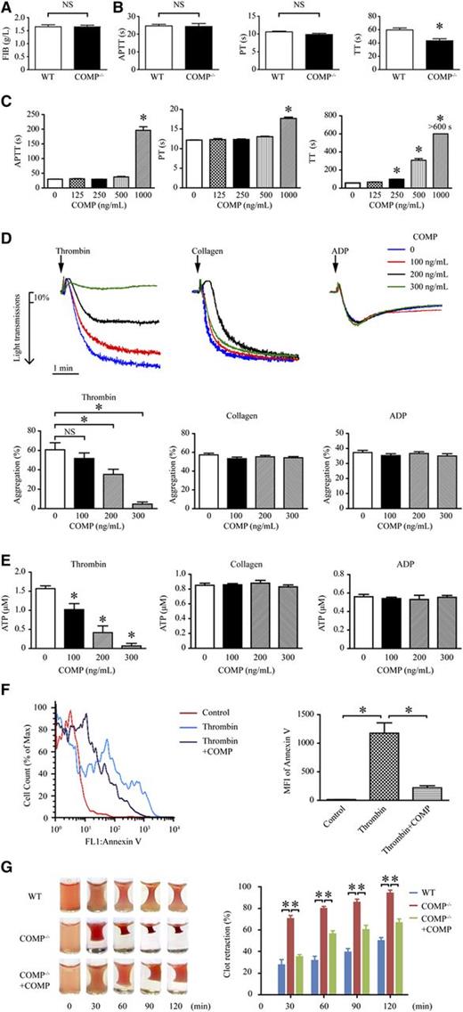 Figure 2. COMP regulates thrombin activity. Serum fibrinogen (FIB, A), activated partial thromboplastin time (APTT), prothrombin time (PT), and thrombin time (TT) (B) of the platelet-free plasma isolated from WT and COMP−/− mice (n = 6, *P < .05; NS, not significant). (C) APTT, PT, and TT of WT platelet-free plasma in the absence or presence of purified COMP. Platelet-free plasma that had no coagulation at 600 seconds is shown as >600 seconds (n = 4, *P < .05 vs 0 ng/mL COMP). (D) Representative platelet aggregation tracings following thrombin (0.1 U/mL), collagen (1 μg/mL), or ADP (10 μM) treatment with or without purified COMP (top). Statistical results show the maximal percentage of platelet aggregation (n = 4, *P < .05 vs 0 ng/mL COMP) (bottom). (E) Measurement of ATP released in the supernatant of platelets treated with thrombin (0.1 U/mL), collagen (1 μg/mL), or ADP (10 μM) in the absence or presence of COMP for 5 minutes (n = 4, *P < .05 vs 0 ng/mL COMP). (F) Representative flow cytometry analysis of phosphatidylserine on the surface of platelets treated with thrombin in the presence or absence of COMP (300 ng/mL) for 15 minutes. Bar graph shows statistical results of the mean fluorescence intensity (MFI). n = 4, *P < .05. (G) Representative images of the clots in thrombin-induced mouse platelet-rich plasma with or without purified COMP (300 ng/mL) at different time points (left). Statistic bar graph shows the percentage of nonclot size to initial clot size (n = 4, *P < .05) (right).