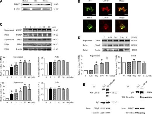 Figure 5. COMP expression and secretion in platelets. (A) Western blot of suspensions of resting platelets without centrifugation from humans, rats, and mice. (B) Representative immunofluorescence images of human resting platelets (scale bar, 5 μm). Mouse washed platelets were treated with thrombin (0.1 U/mL) at different time points (C) or stimulated with thrombin for 60 minutes at different doses (D). Representative western blot analysis for supernatant and pellet of platelets isolated from platelet suspensions by centrifugation. Protein band density was normalized to the corresponding β-actin and then to the mean of the corresponding control group (0 minutes or 0 U/mL). Bar graphs show the band densitometry with statistics. n = 3, *P < .05 vs 0 minutes (C) or 0 U/mL (D). (E) Coimmunoprecipitation (IP) of COMP and thrombin in the supernatant of thrombin-activated mouse platelets (0.1 U/mL, 60 minutes). Rabbit IgG was as negative control for IP. Input fractions isolated prior to precipitation were detected for loading controls.